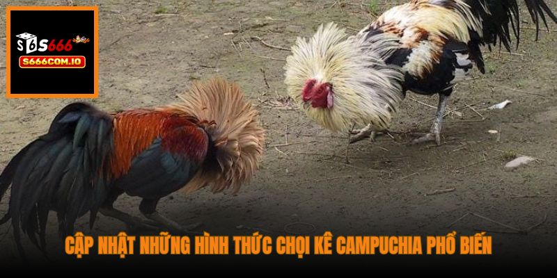 Cập nhật những hình thức chọi kê Campuchia phổ biến