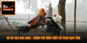 Đá gà cựa dao