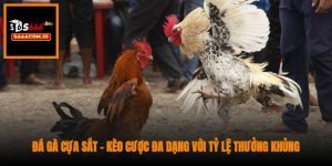 Đá gà cựa sắt