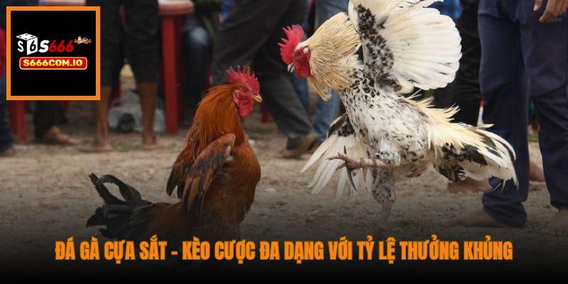 Đá gà cựa sắt