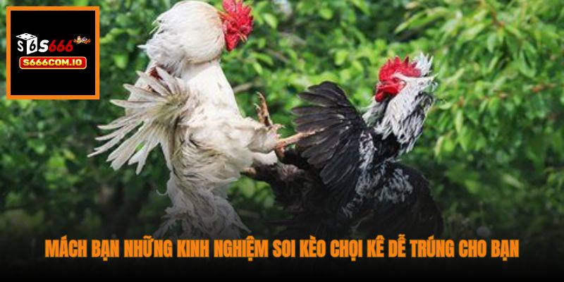 Mách bạn những kinh nghiệm soi kèo chọi kê dễ trúng cho bạn