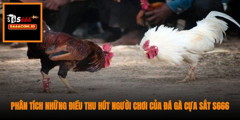 Phân tích những điều thu hút người chơi của đá gà cựa sắt S666