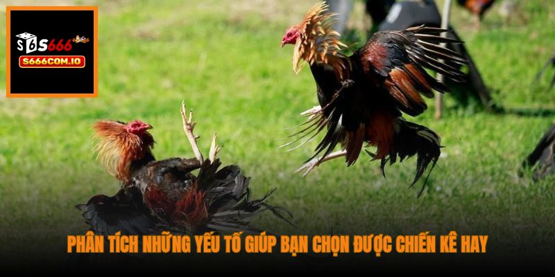Phân tích những yếu tố giúp bạn chọn được chiến kê hay
