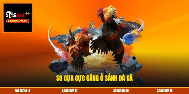 So cựa cực căng ở sảnh đá gà